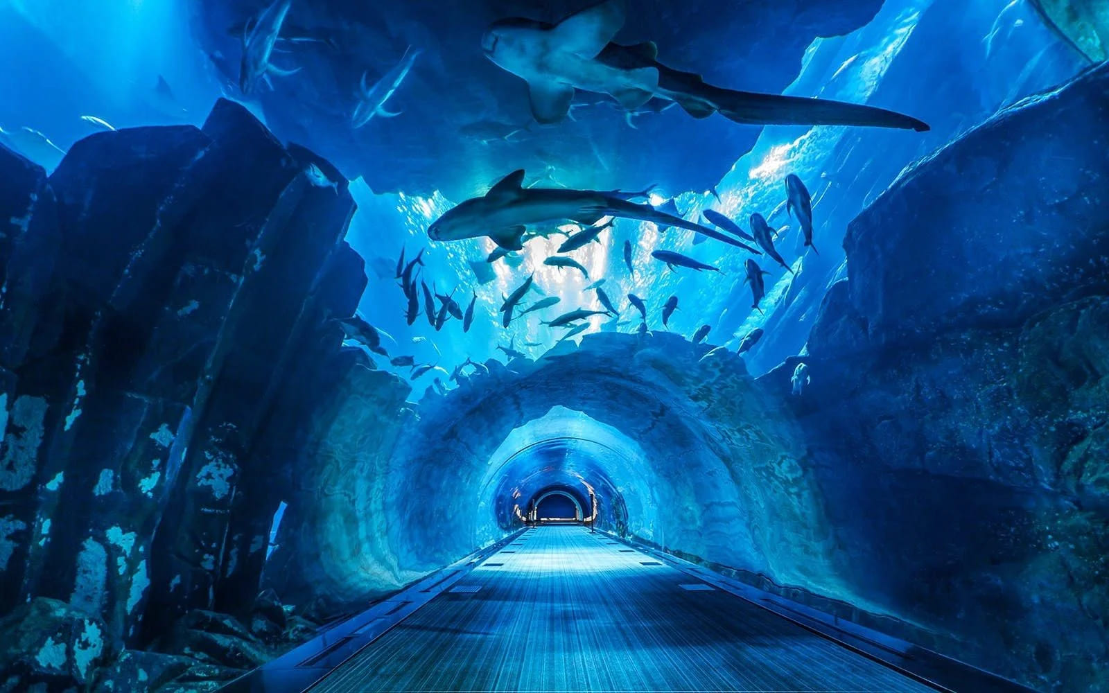 Dubai Aquarium & Underwater Zoo