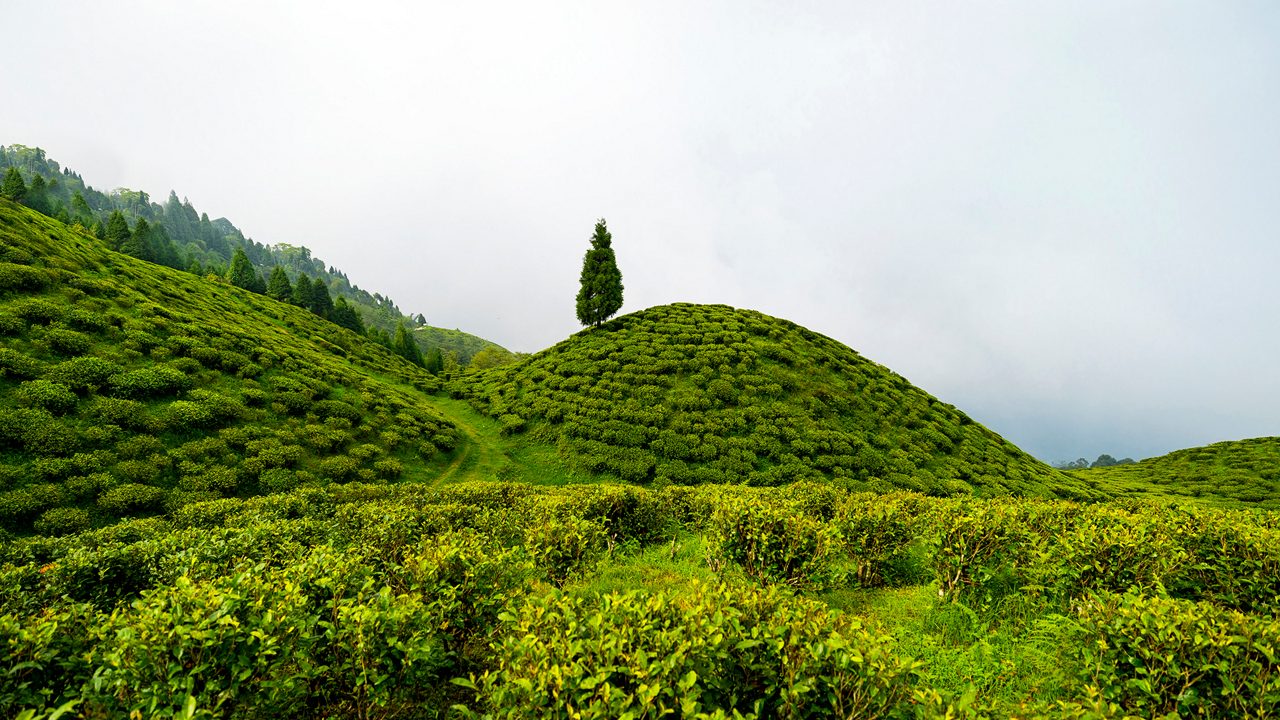 Darjeeling Special Trip