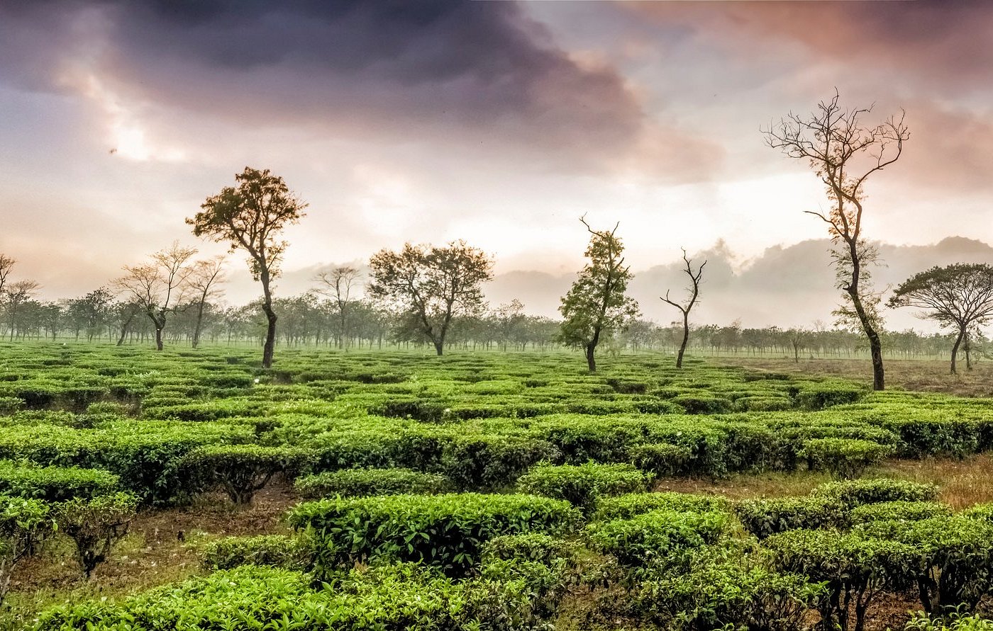 Darjeeling Local Trip