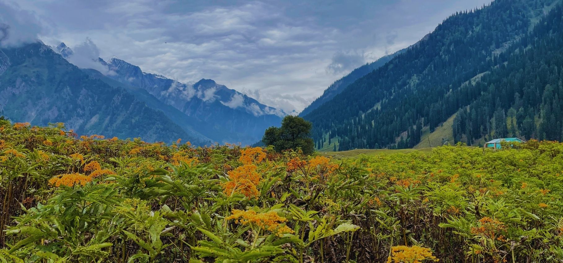 Kashmir