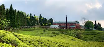 BAXTERS TEA GARDEN