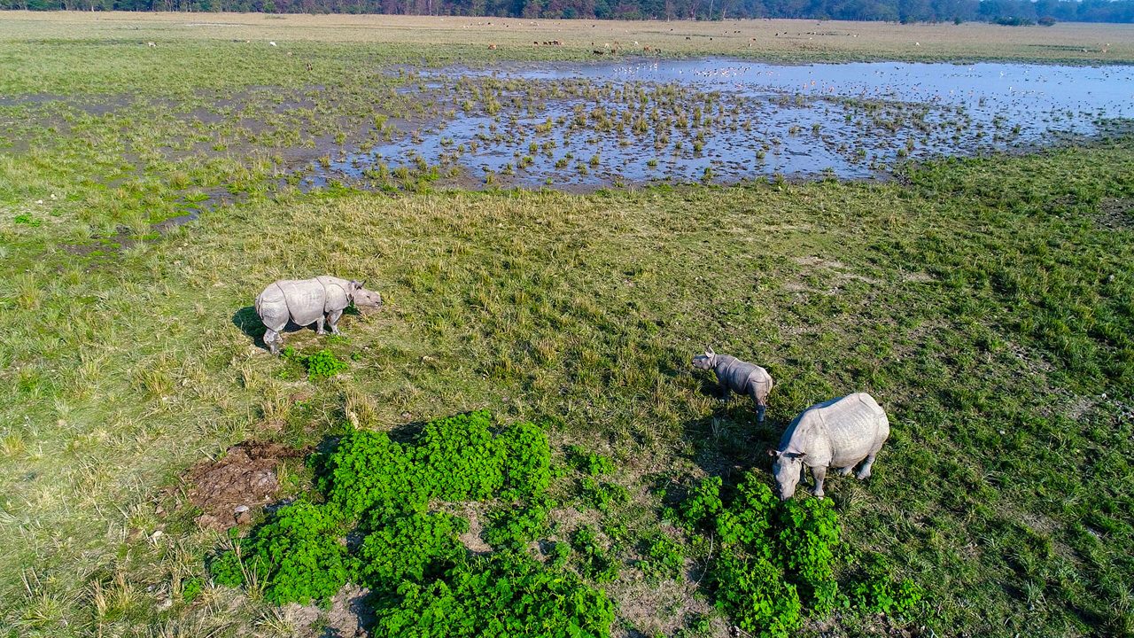 Pobitora Wildlife Sanctuary