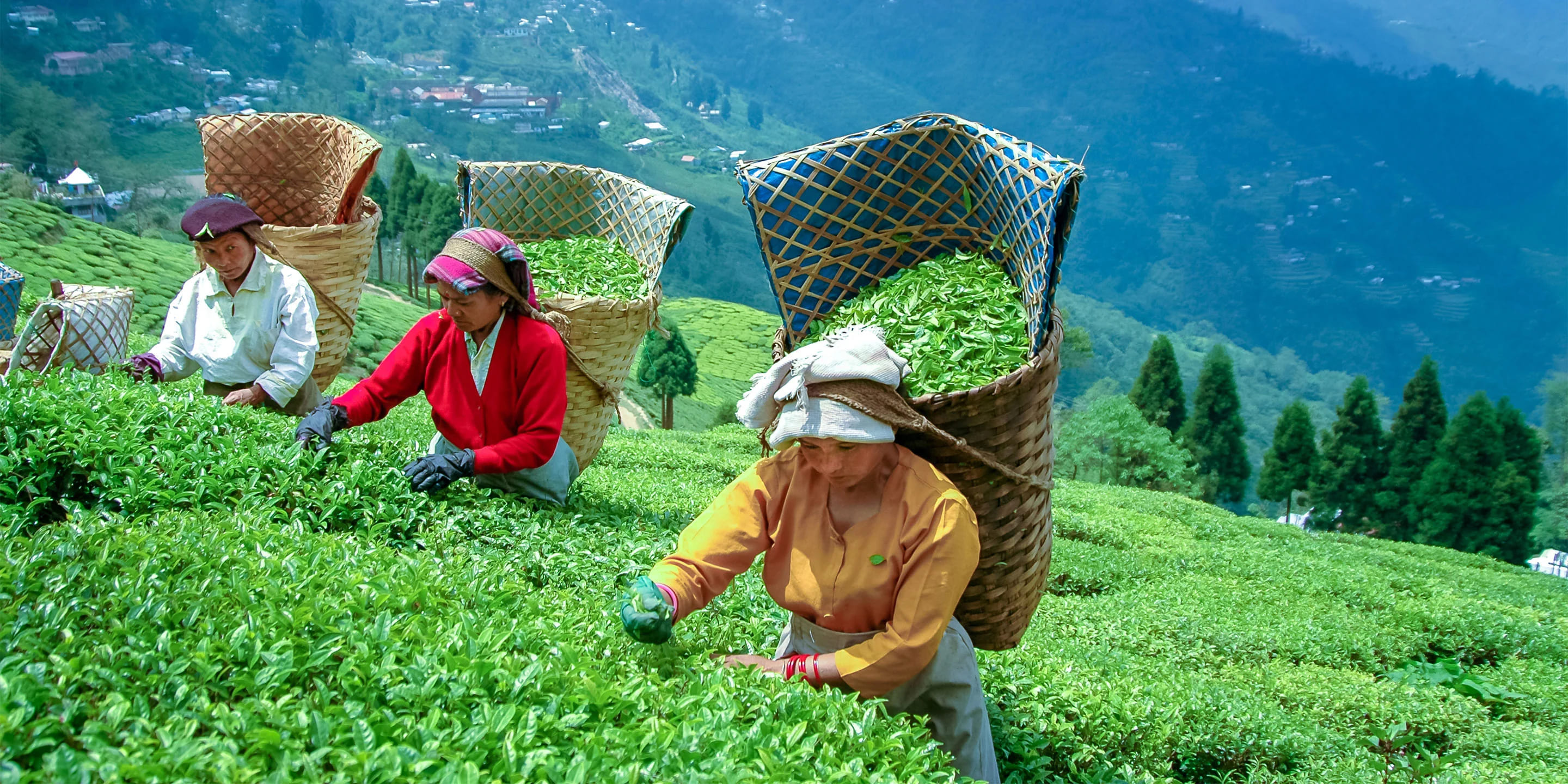 Darjeeling Sikkim Explore 