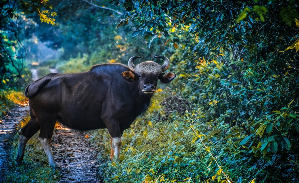 Gorumara National Park